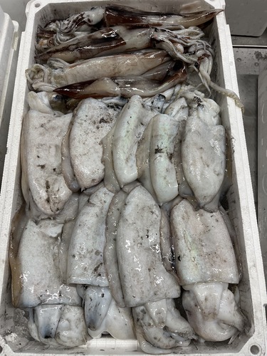 モンゴウイカ7入約5kg(定置)