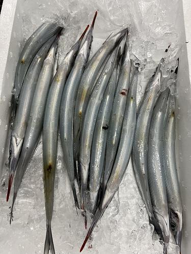 サヨリ13入約1kg(沿岸)