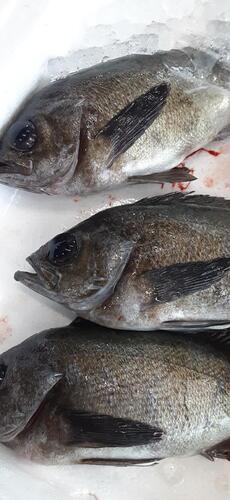 活〆メバル5入約1.4kg(定置)