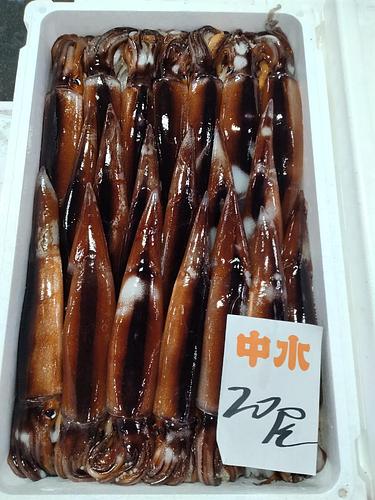 スルメイカ(釣)