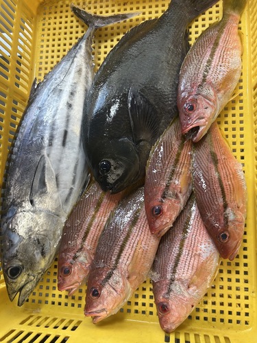 神経〆鮮魚BOX1入約6.3kg(沿岸)