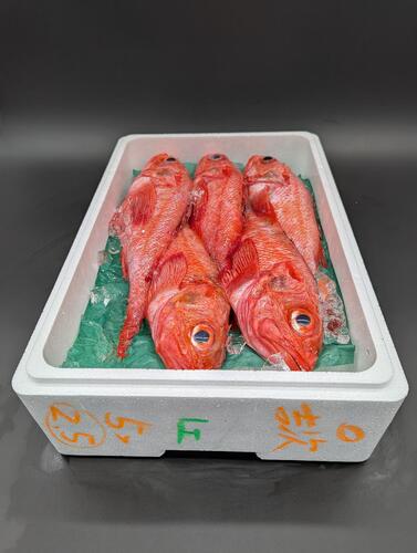 キチジ(底曳)