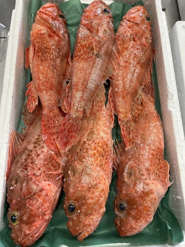 イズカサゴ⑬6入約5kg(底曳)
