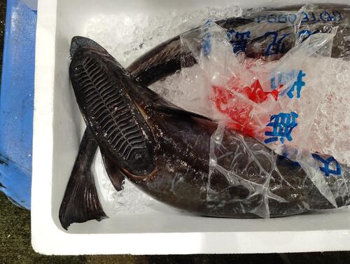 コバンザメ2入約7.7kg(沿岸)