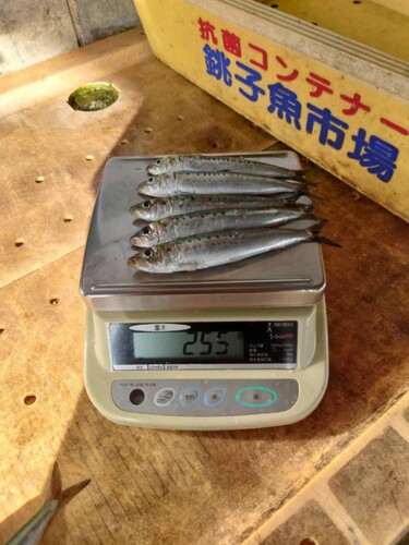マイワシBOX中 70g 57入約4kg(巻網)