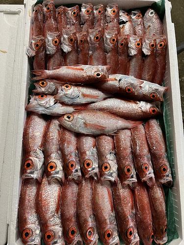 アカムツ大小あり約3.7kg(底曳)