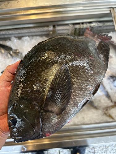 神経〆メジナ1入約1kg(沿岸)