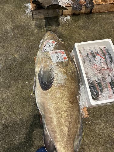 活〆クエ約31kg(銛突)
