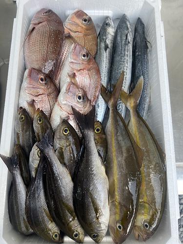 鮮魚BOX約5.5kg(定置)