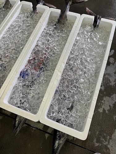 神経〆カマスサワラ(定置)