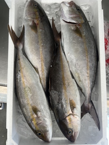 カンパチ4入約4.9kg(定置)