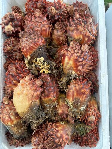 ホヤ13-15入前後約5kg(沿岸)