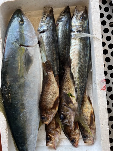 鮮魚BOX約4.4kg(定置)