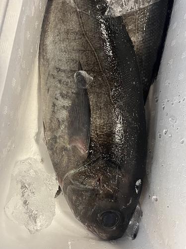 活〆メダイ(釣)