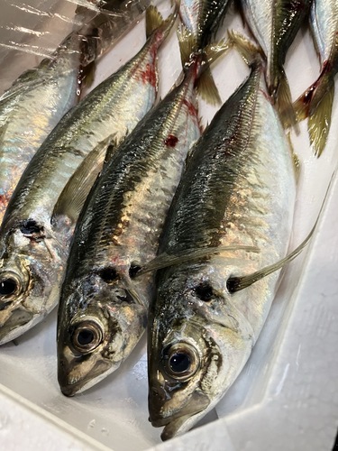 活〆マアジ8入約2kg(釣)