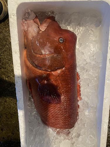コブダイ1入約6.5kg(釣)