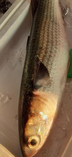 活〆ボラ2.5と1.5kg2入約4kg(定置)