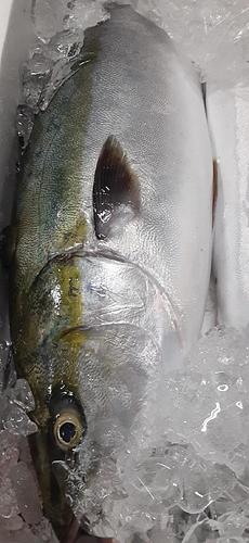 ハマチ