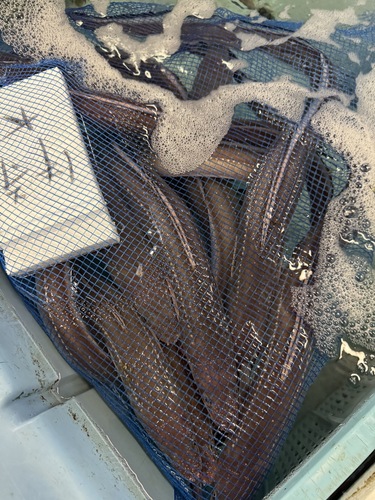 活〆アナゴ10入約4.9kg(カゴ)