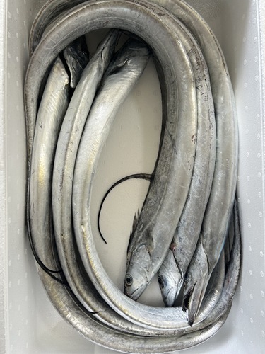 タチウオ7入約5.7kg(定置)