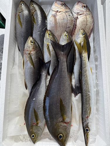 鮮魚BOX約3.3kg(定置)