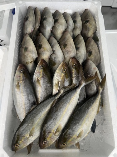 鮮魚BOX約4.3kg(定置)