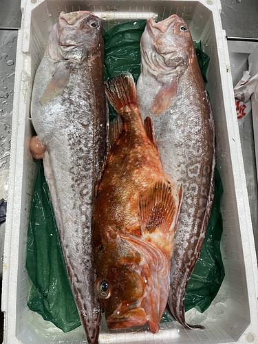 鮮魚BOX約3.9kg(底曳)
