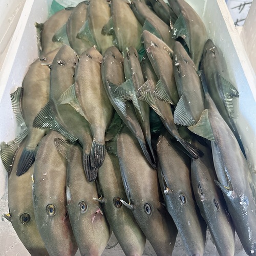 活〆ウマヅラハギ22-24入約6kg(底曳)