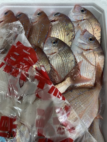 チコダイ11入約3kg(定置)