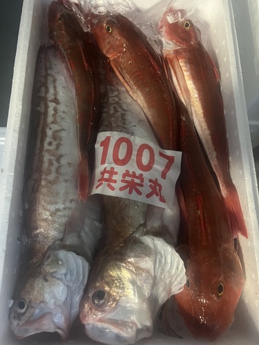 鮮魚BOX約4.2kg(延縄)