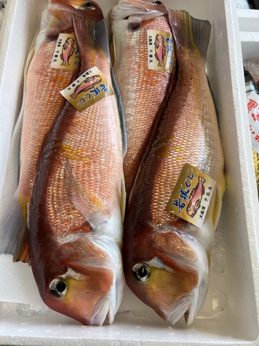 若狭ぐじタグ付き2入約1.8kg(釣)