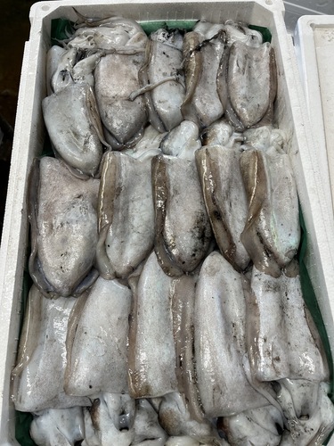 モンゴウイカ16入約5.5kg(定置)