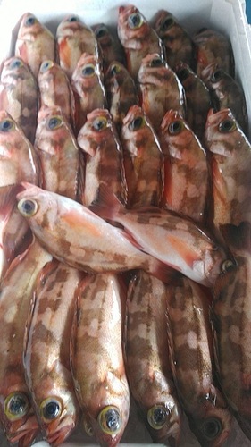 ウスメバル28入約4.7kg(釣)