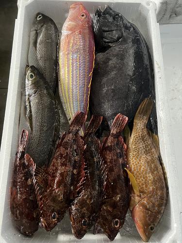 鮮魚BOX約4.8kg(刺網)