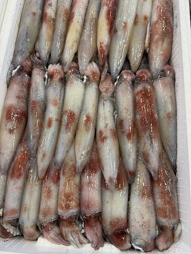 ケンサキイカ３段27入約4.5kg(定置)