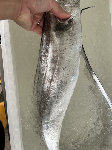 タチウオ1入約1.4kg(定置)