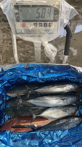 鮮魚BOX約5.8kg(沿岸)