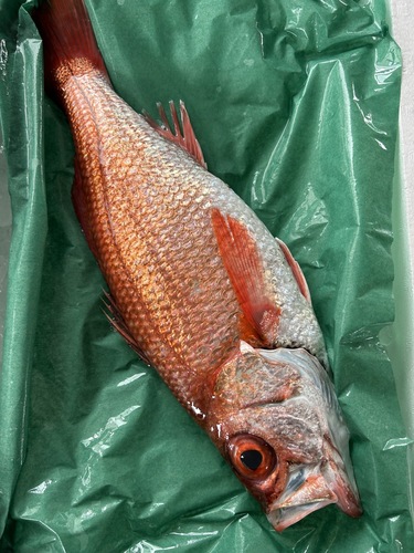 アカムツ 1キロもの1入約1.2kg(刺網)