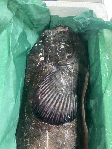 ギンポ腹抜き1入約4kg