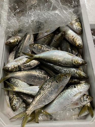 コノシロ100〜130g  約5kg