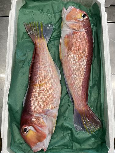 アマダイ2入約2.2kg(底曳)