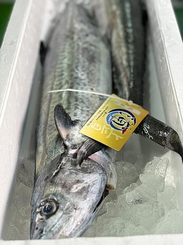 サワラ1入2.3kg1入約2.3kg(釣)