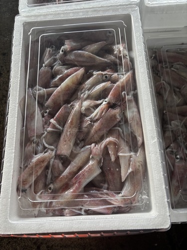 ケンサキイカバラ52入前後約4kg(定置)