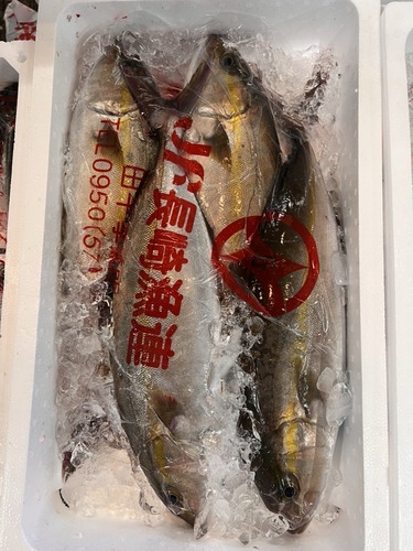 カンパチ約7k4入約7kg(定置)