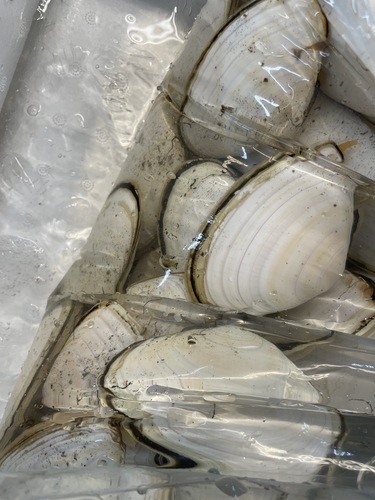 シロガイ中約5kg(沿岸)