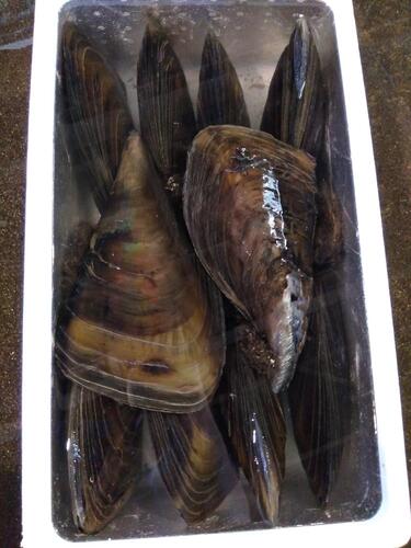 活タイラギ10入約10kg(沿岸)
