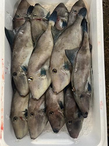 ウマヅラハギ5k12入約5kg(定置)