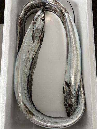 タチウオ2入約2.3kg(釣)