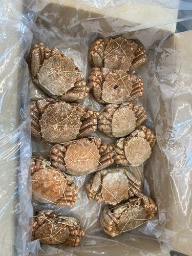 毛ガニ冷凍ボイル約9-14尾B品12入約6kg
