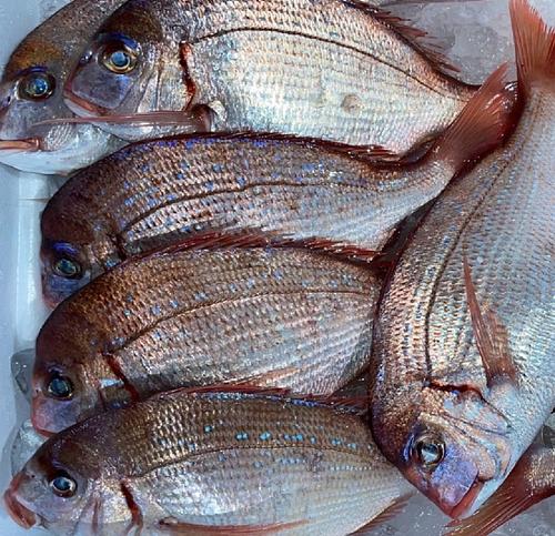 チダイ7/8入約3kg(底曳)